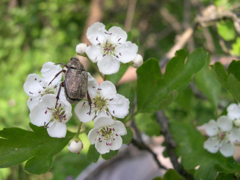 Incontri fortunati: Hoplia fiorii